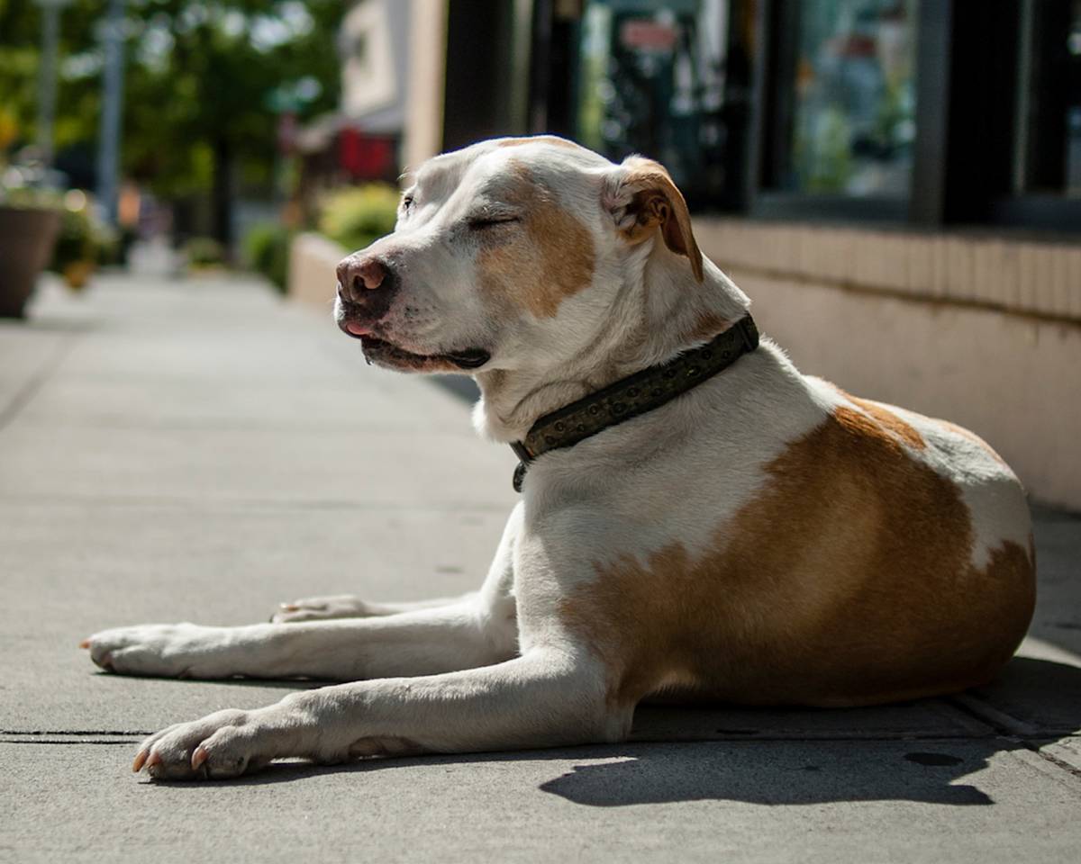 Dog sunbathing in the sun on pavement