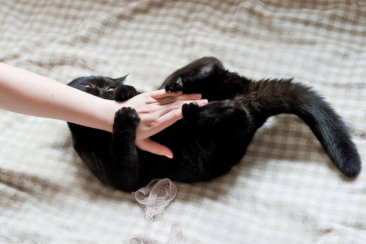 cat biting person's hand