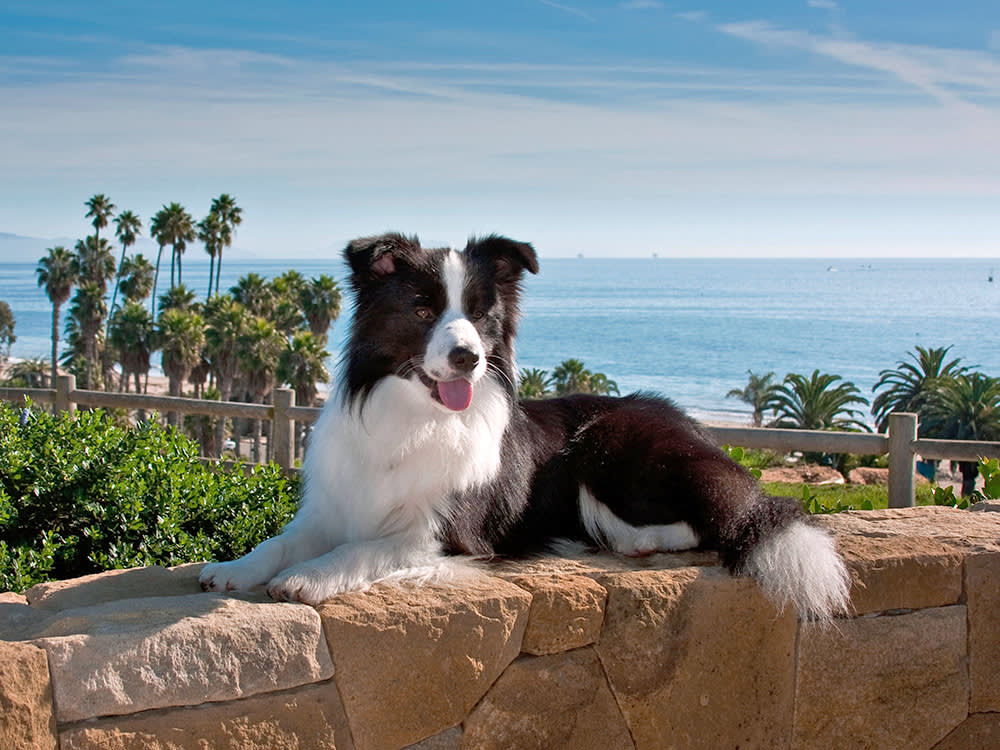 Cute Border Collie dog out in Santa Barbara.