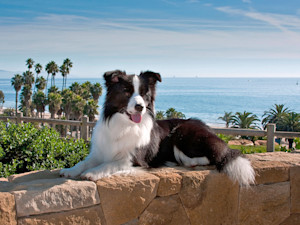 Cute Border Collie dog out in Santa Barbara.