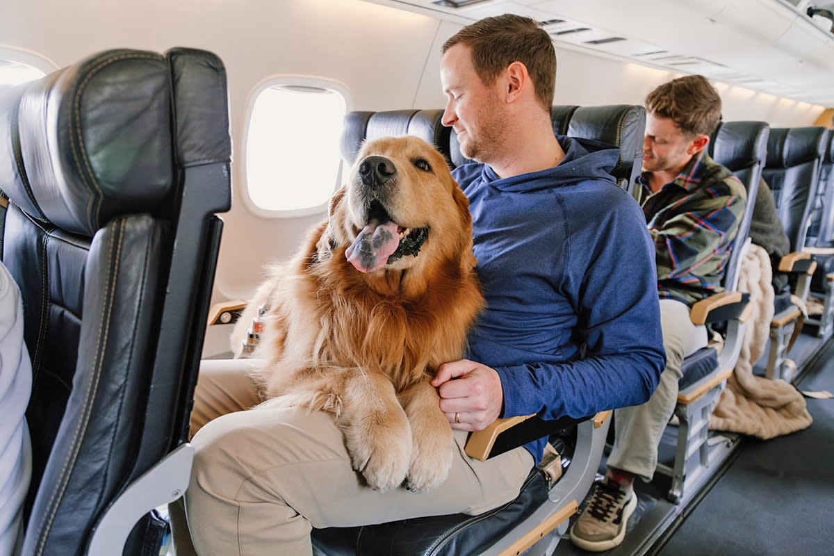a dog on a person's lap on a plane