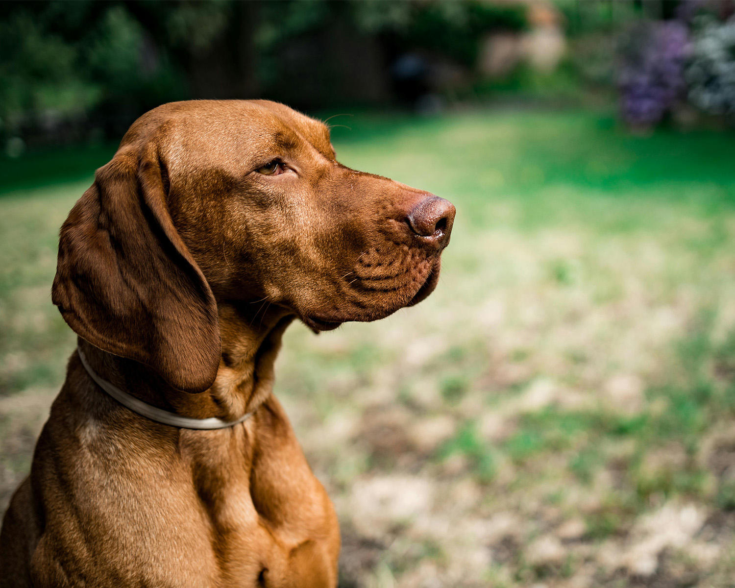 brown vizla dog in a green garden 
