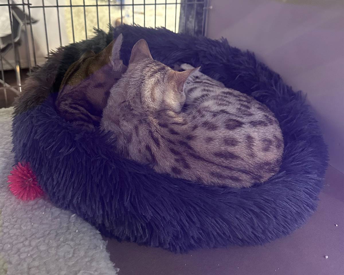 Sleeping pair of cats