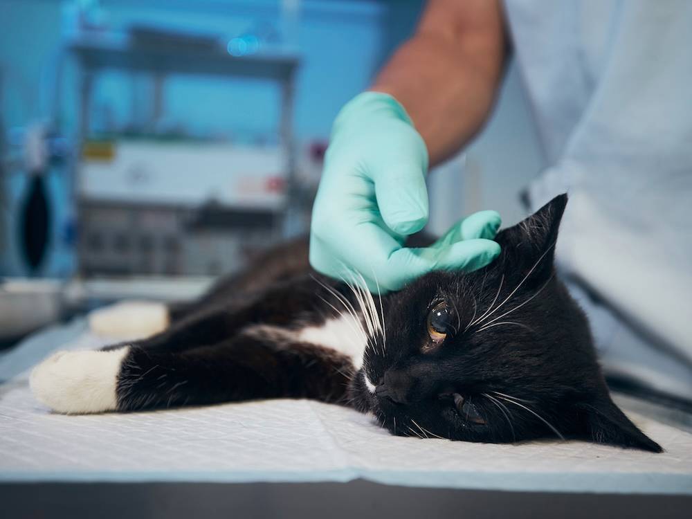 a picture of a sick cat lying on vet bed with a gloved vet hand stroking them