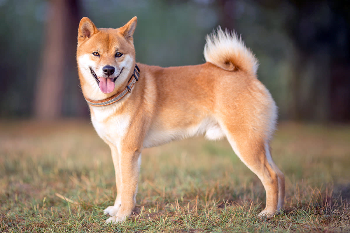 Shiba Inu dog standing outside in the grass.