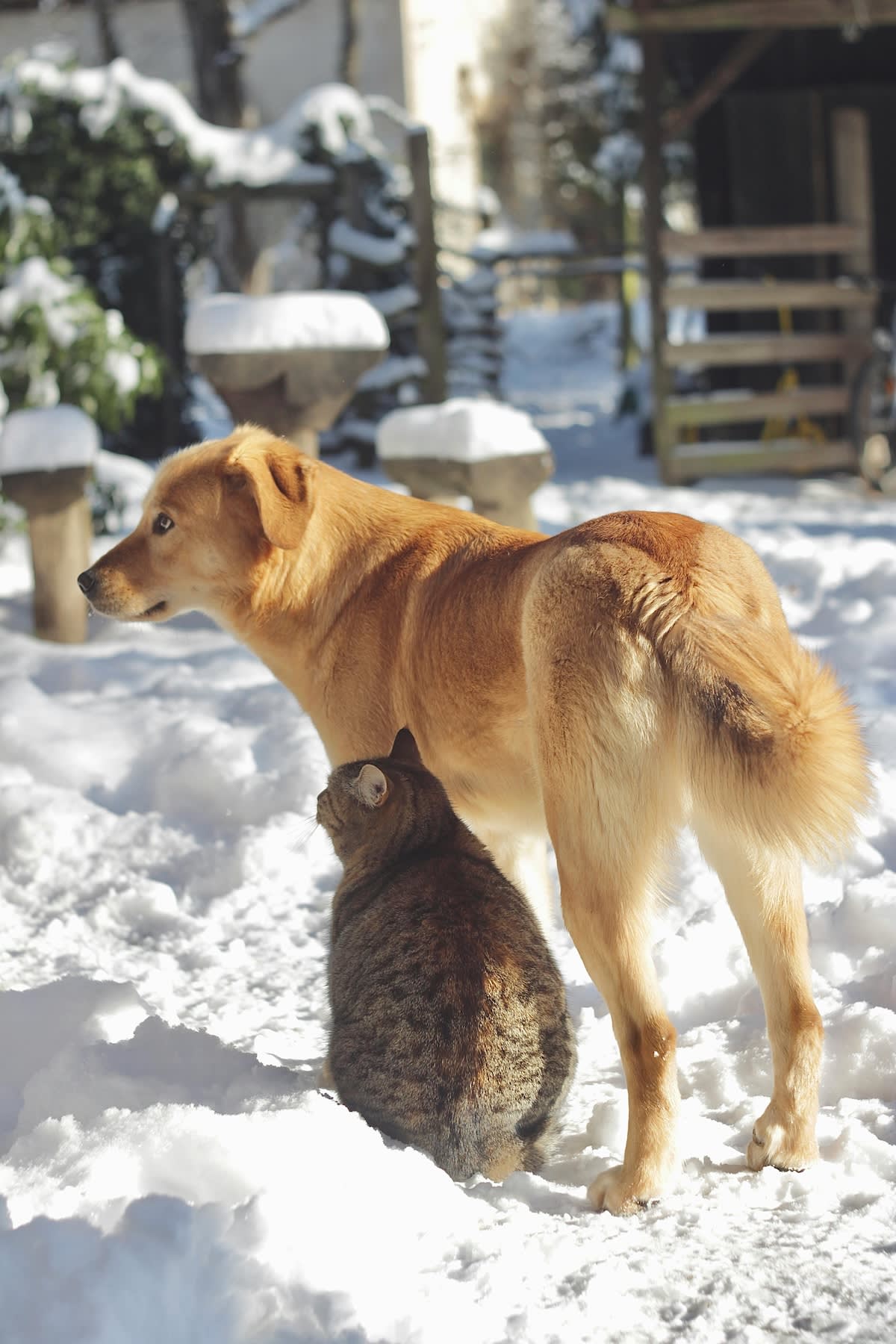 a picture of a cat and dog standing next to each other in the snow