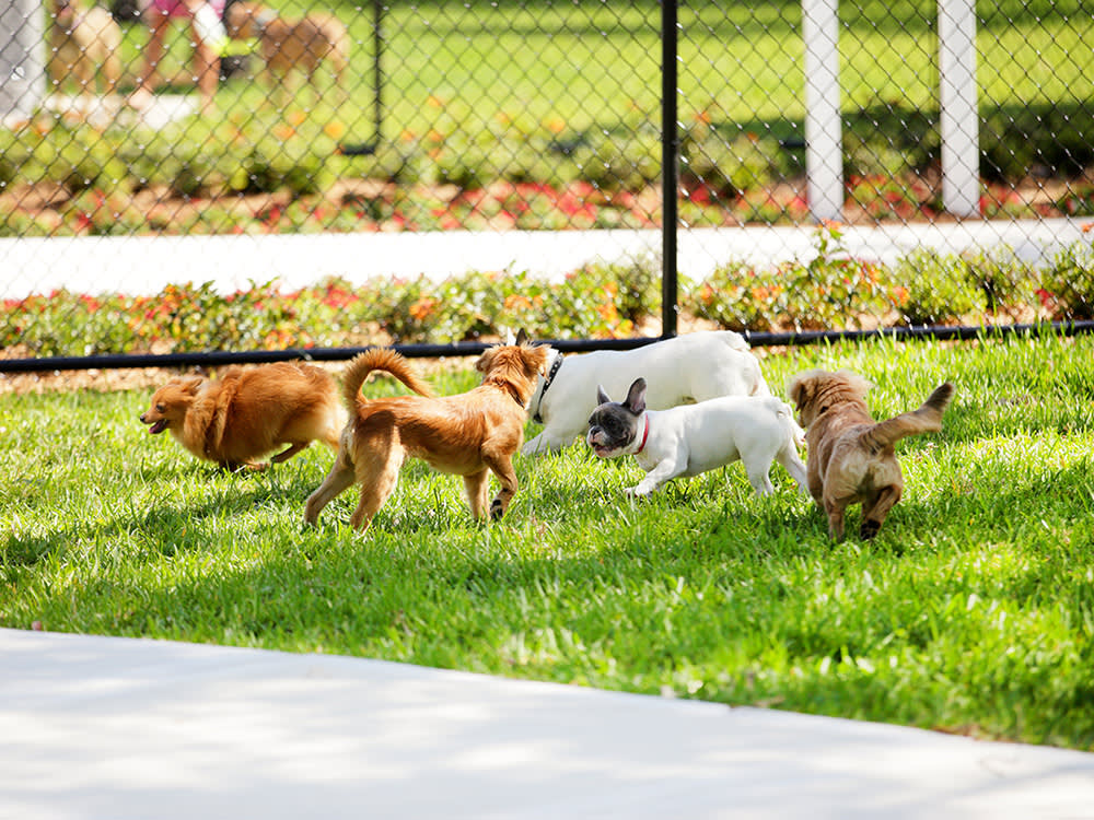 A group of dogs running around in grass. 