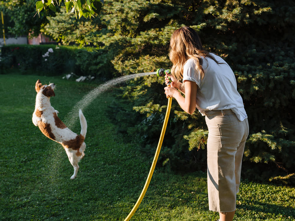 A woman spraying her excited dog with a garden hose in the grassy backyard