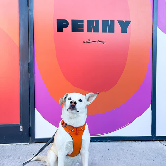 a white dog sits outside of Penny Hotel 