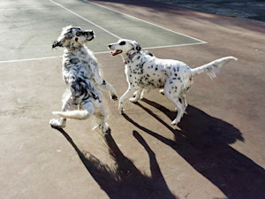 two black and white dogs playing