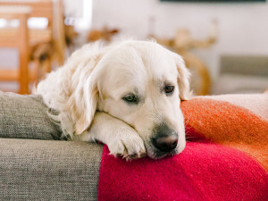 English cream golden retriever dog looking wistfully over the back of a grey couch covered with a knit throw blanket in various shades of pink.
