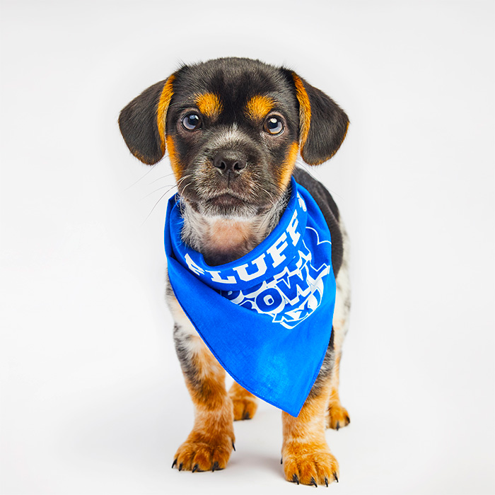 Bark Kent Puppy Bowl 2025