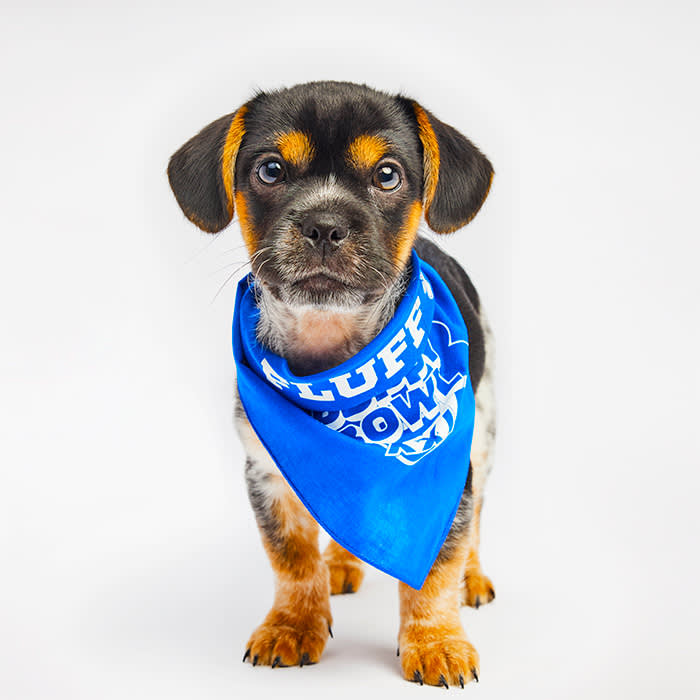 Bark Kent Puppy Bowl 2025