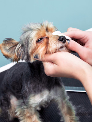 Woman wiping Yorkie's eyes with a cotton pad.