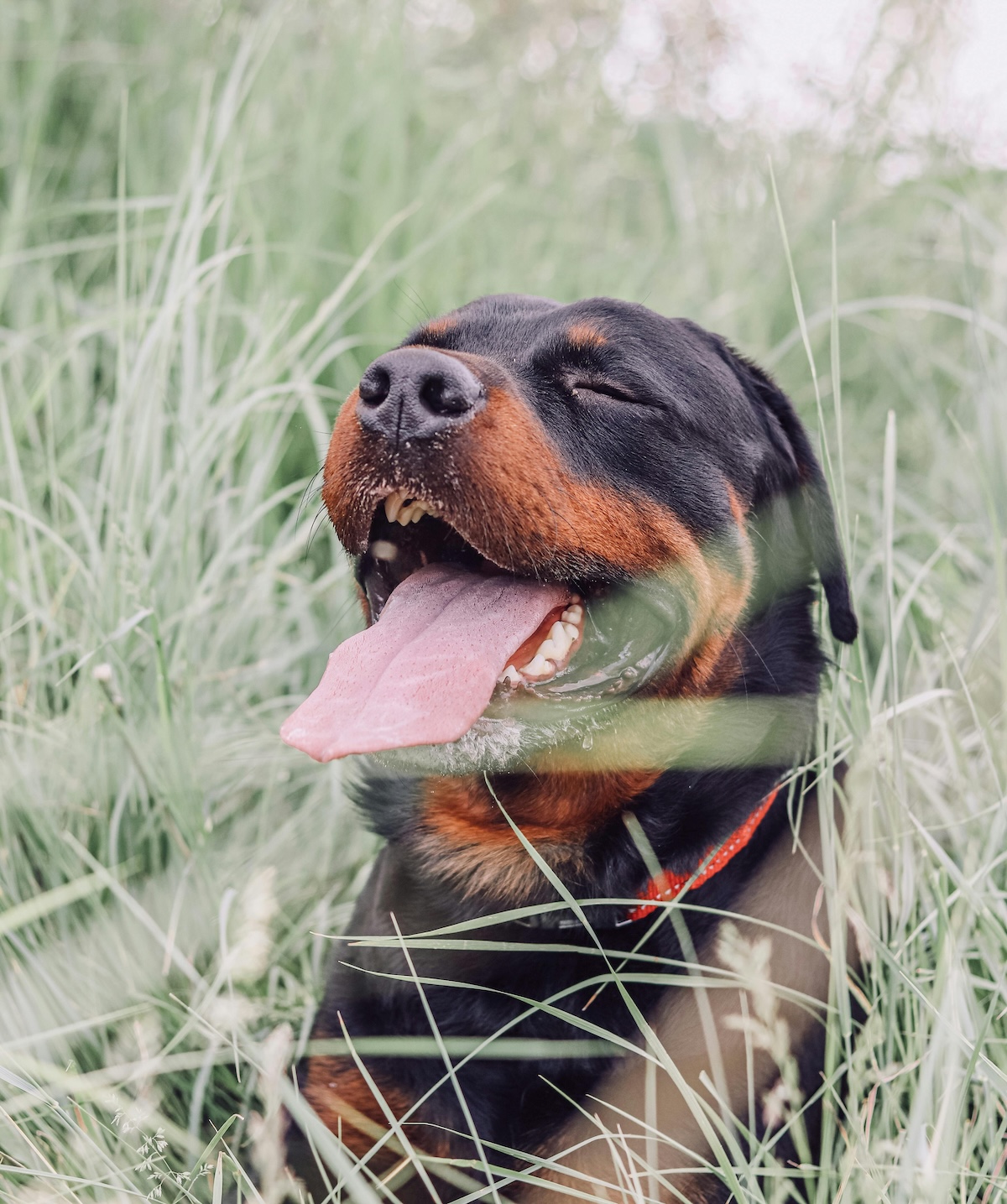 a rottweiler looks content in long grass with eyes closed and tongue sticking out