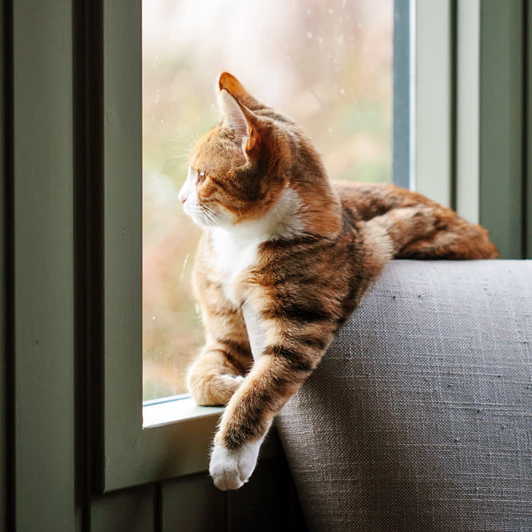 Cute cat looking outside the window.