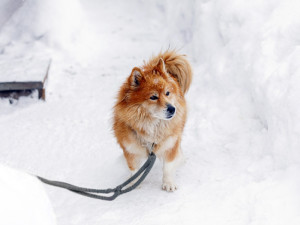 Portrait of fluffy red leashed dog outdoors in winter on snow.