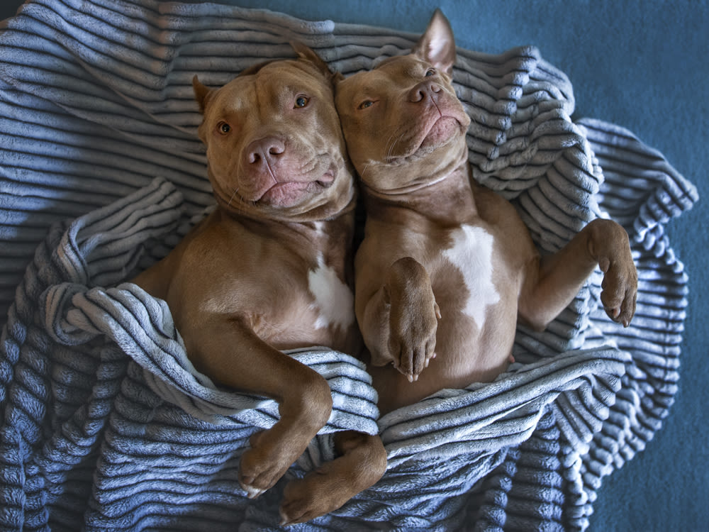2 cute pit bull dogs laying next to each other on a blanket 