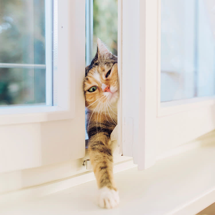 Tabby cat trying to open with her head window in order to enter the house.
