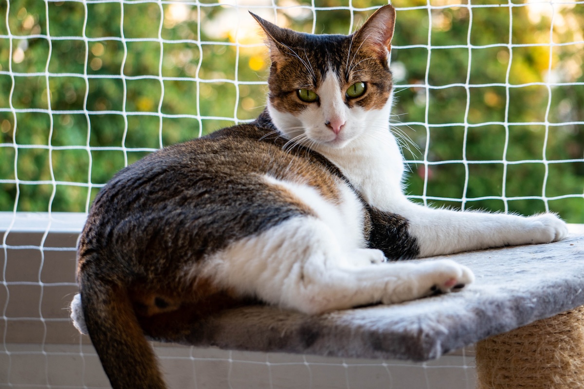 a picture of a cat on a cat tree outside in a catio