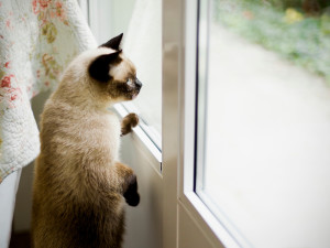 Siamese cat standing on two feet in order to look out of the window