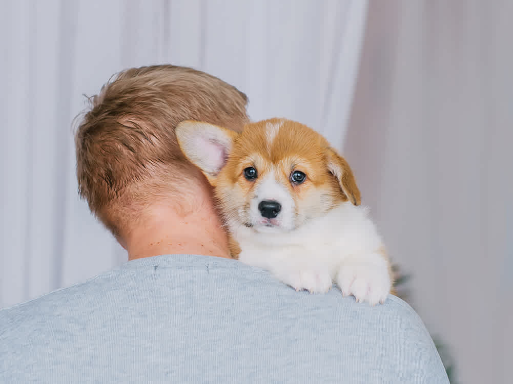 Person holding a corgi, shot from behind