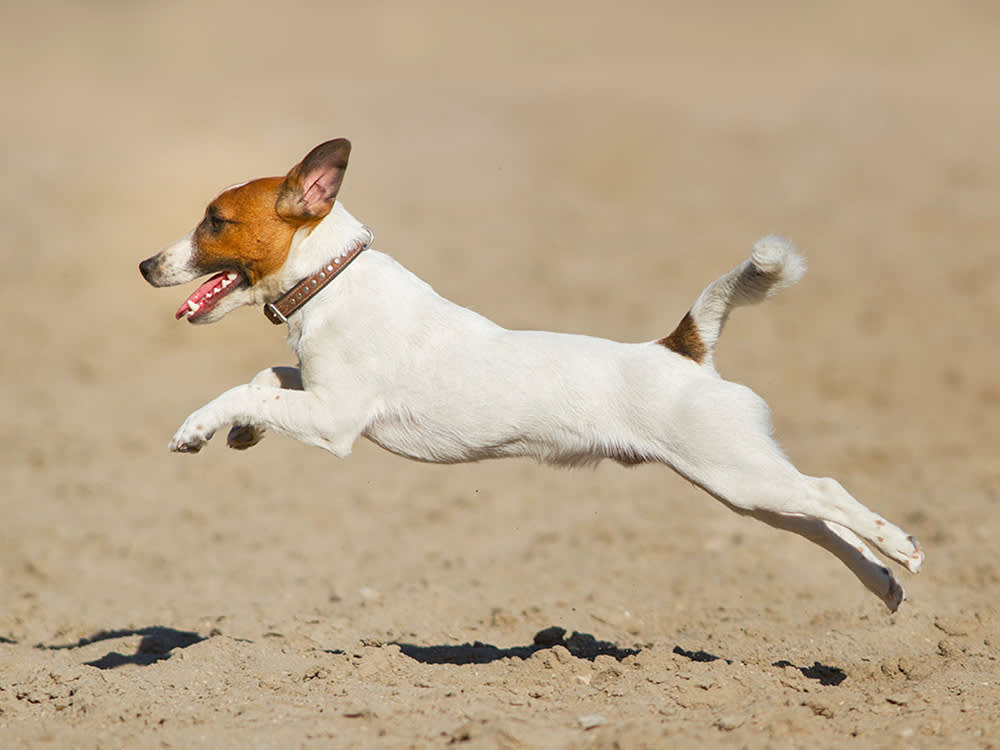 Jack Russell Terrier running