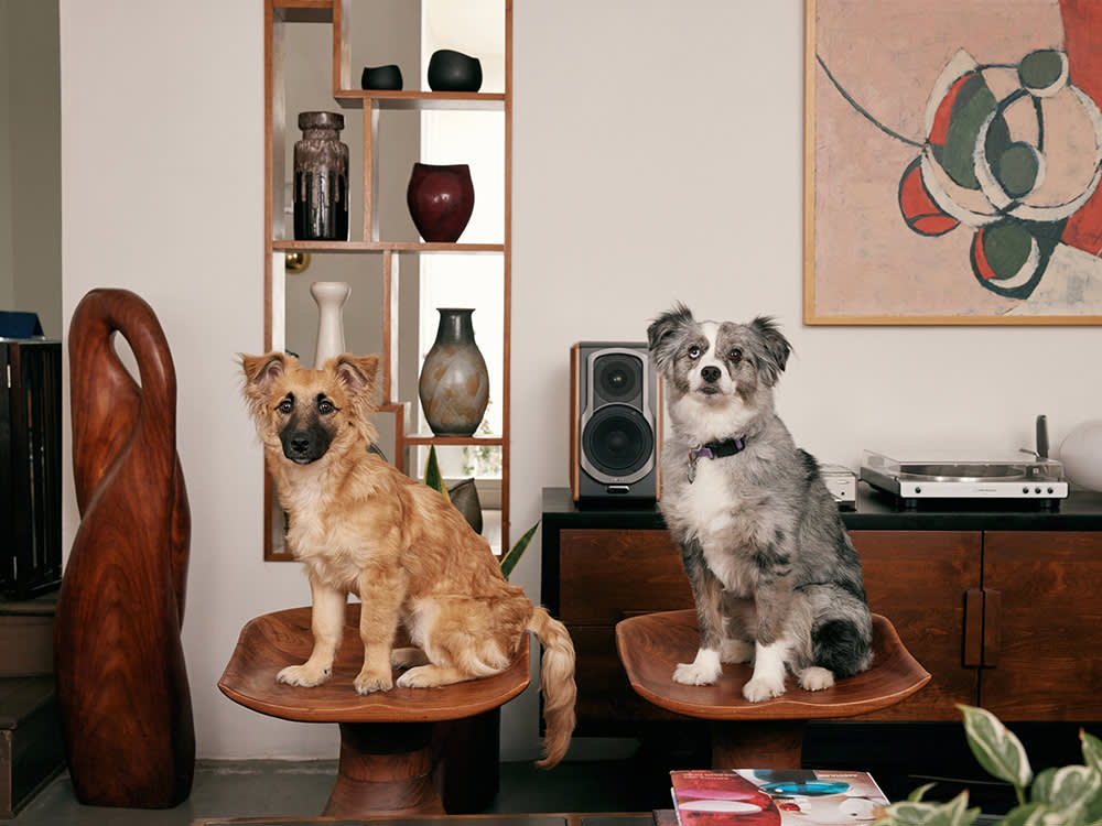 Samantha Hanratty's two dogs on a stool