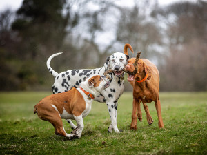 Three dogs in a park playing tug of war with a large stick. 