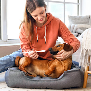 Woman brushing her dog's teeth at home.