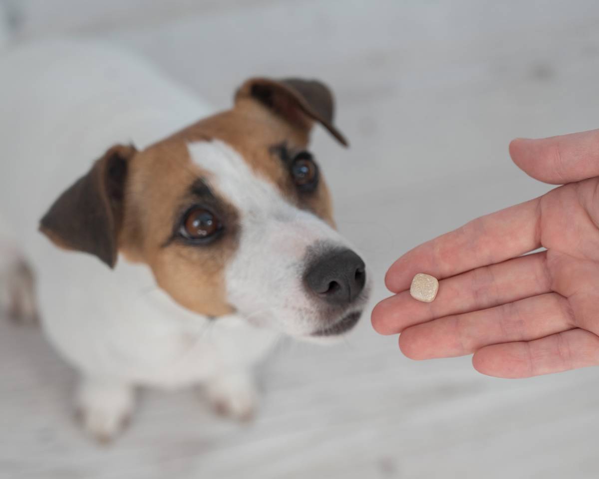 Jack Russell dog looking at human hand with a pill in it