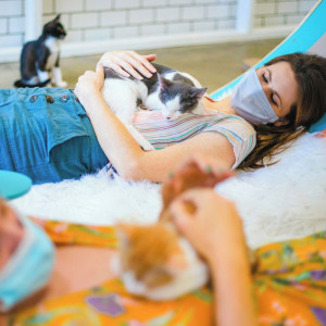 a woman lounges in the Tiny Beans Kitten Lounge with three cats