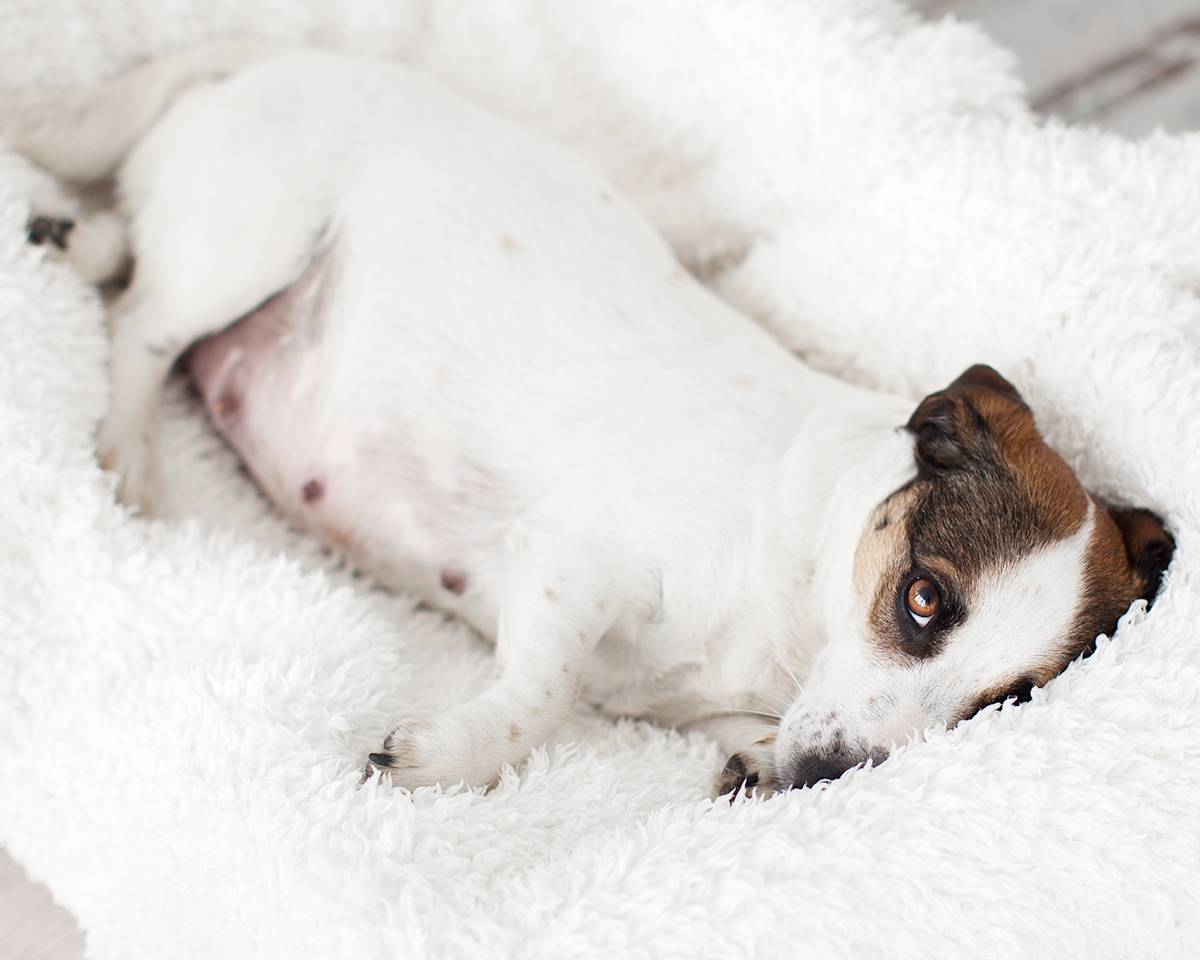 a picture of a sad pregnant jack russel type dog lying in fleece blanket