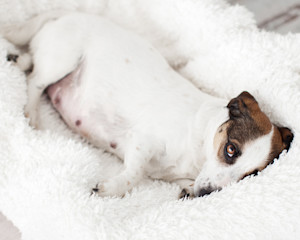 a picture of a sad pregnant jack russel type dog lying in fleece blanket