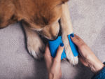 bandaging dog's bleeding paw