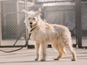 Dog standing in an animal shelter