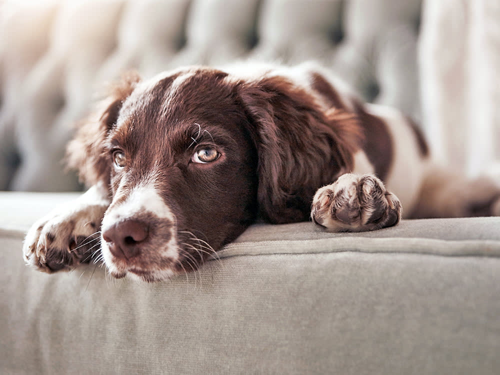Adorable dog, relax and sofa lying bored in the living room looking bored.