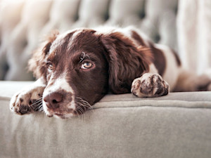 Adorable dog, relax and sofa lying bored in the living room looking bored.