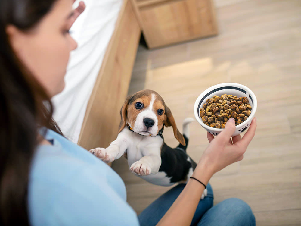 Woman feeds her beagle puppy some kibble.
