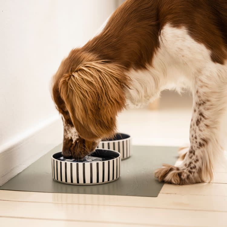 A Spaniel drinking from a white ceramic bowl with blue stripes.
