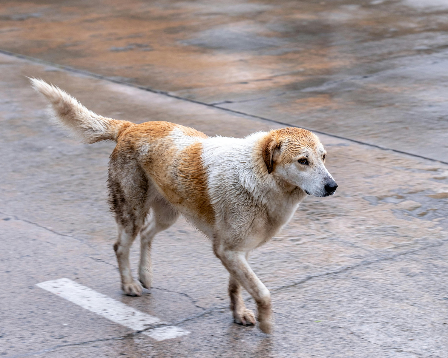 brown and white dog walking on the road in Turkey