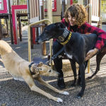 Eileen Mitchell and two greyhounds