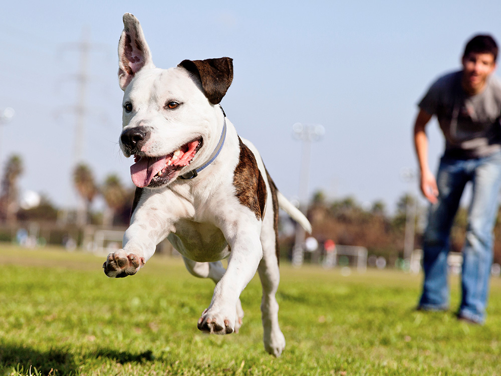Excited Pitbull running outside with male owner.