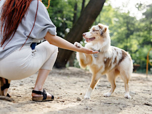 Woman training her dog outside.