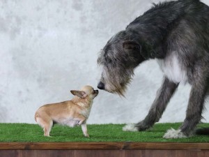 Chihuahua dog meets an Irish Wolfhound