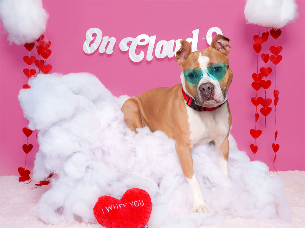 Long-term dogs at Madison's St. Hubert's Animal Welfare Center were recently treated to a Valentine's Day themed photoshoot. 
