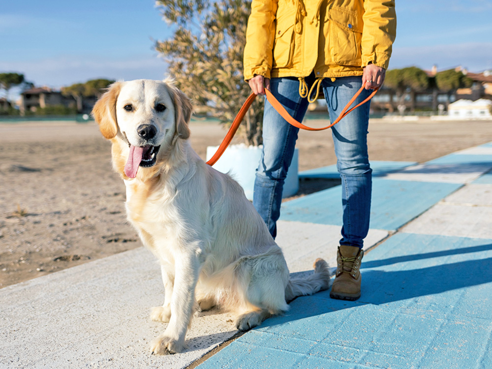 Walking a Golden Retriever dog outside.