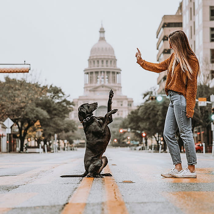 dog sitting in front of state capital