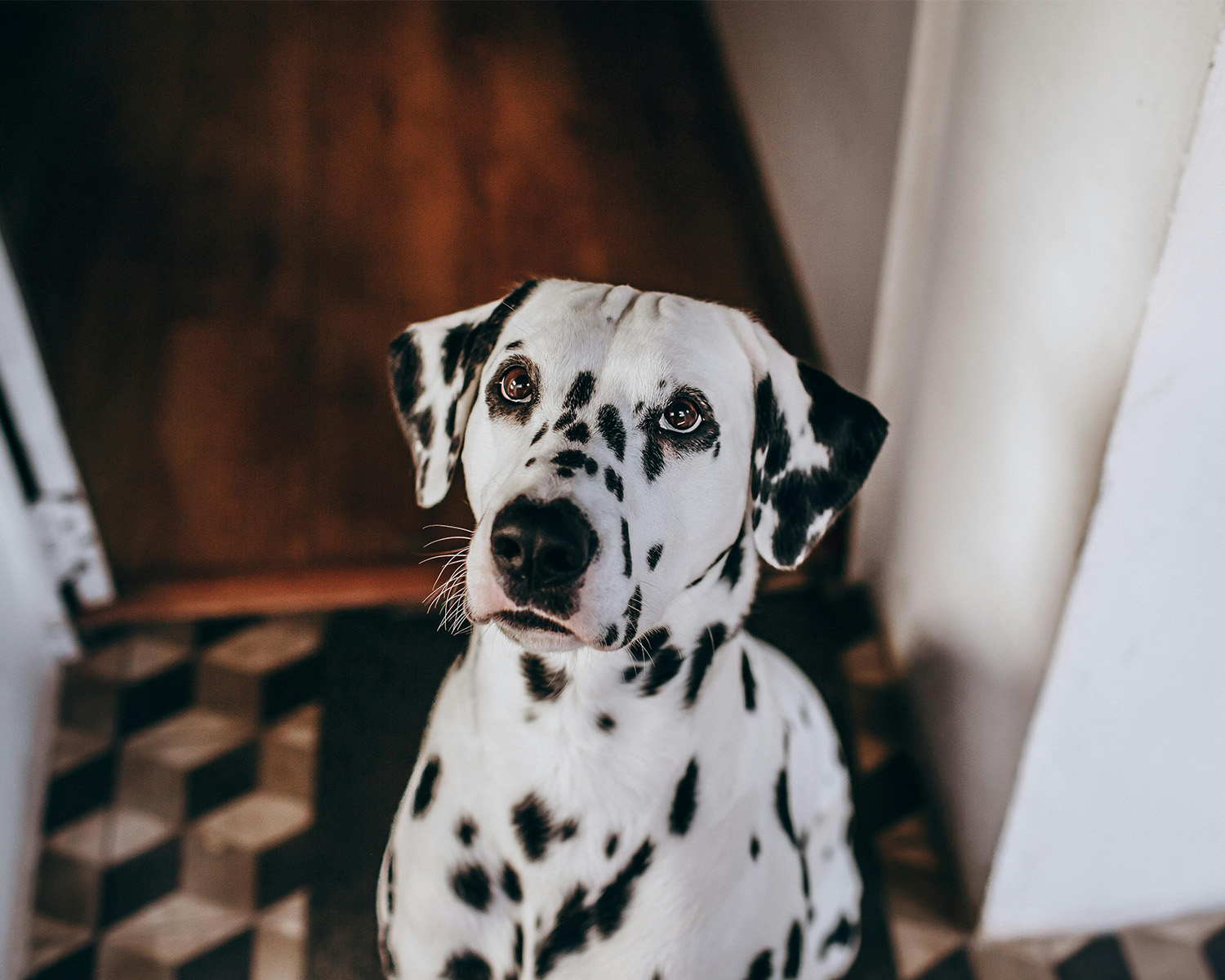 Dalmatian looking up at the camera