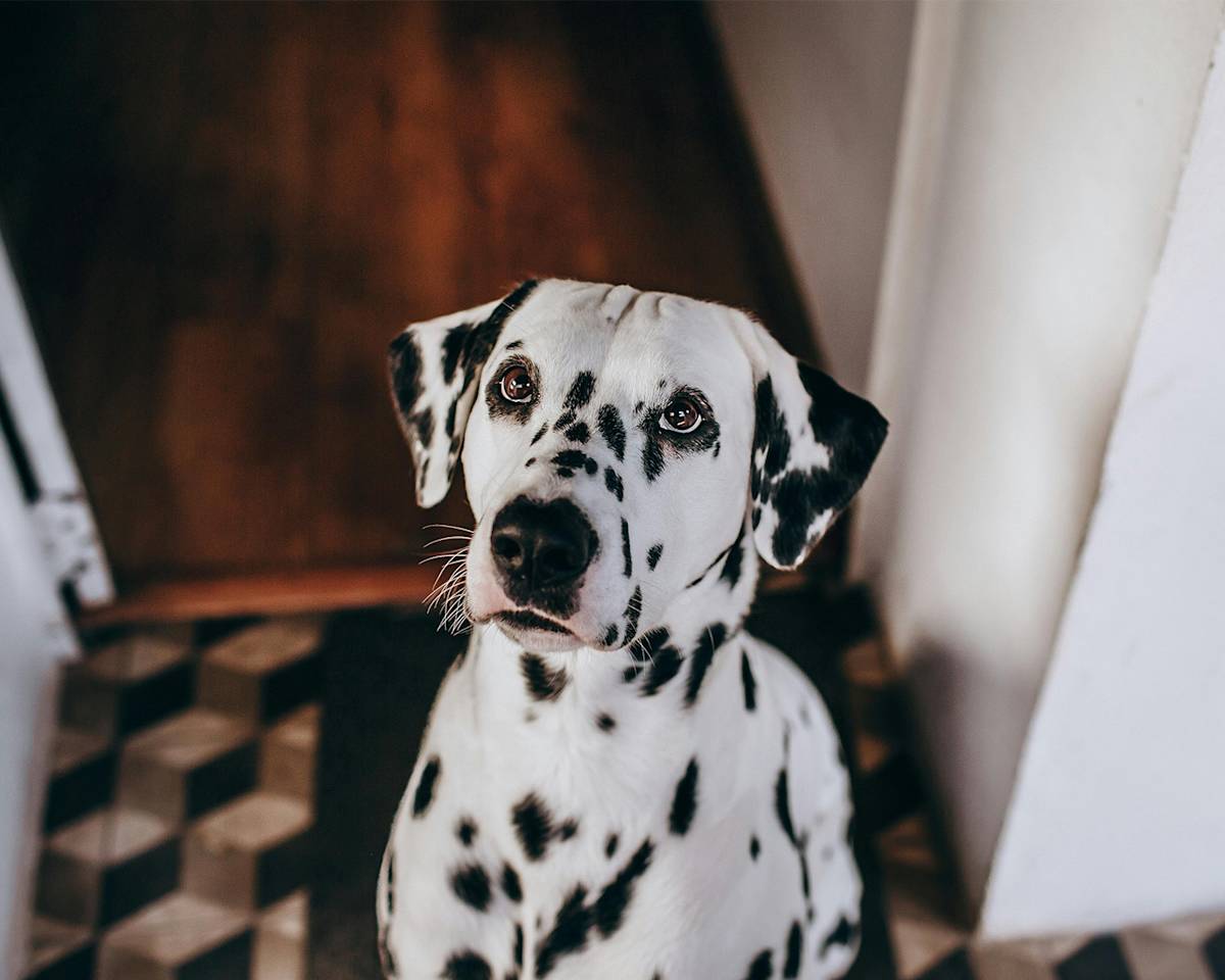 Dalmatian looking up at the camera